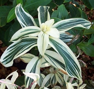 Costus arabicus variegata - Variegated Spiral Ginger